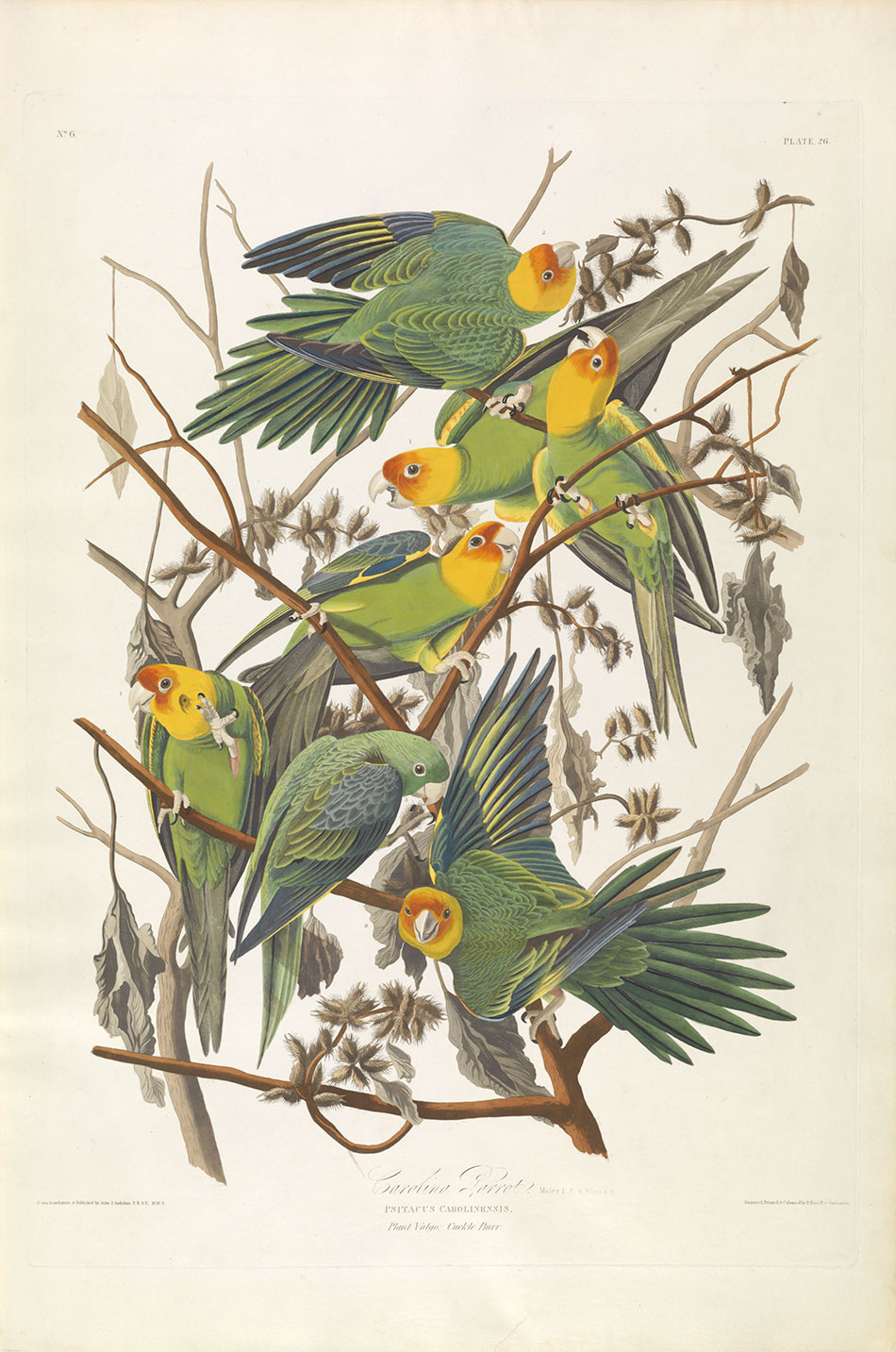 carolina-parrot__john-james-audubon