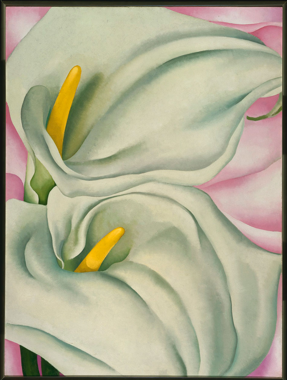 two-calla-lilies-on-pink__georgia-o-keeffe__alfred-stieglitz-collection