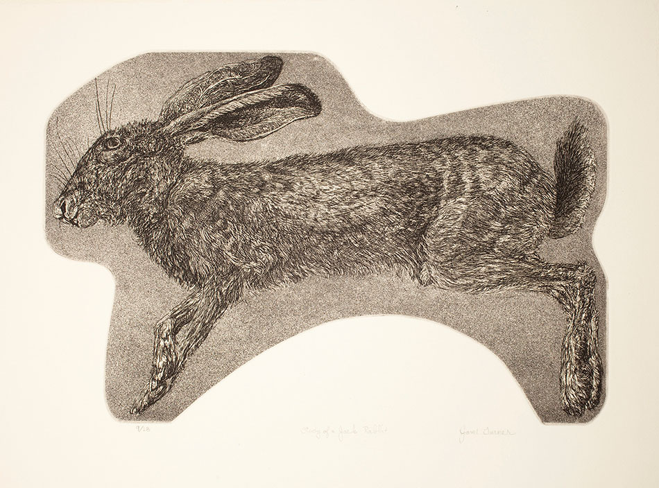 janet-turner_study-of-a-jack-rabbit