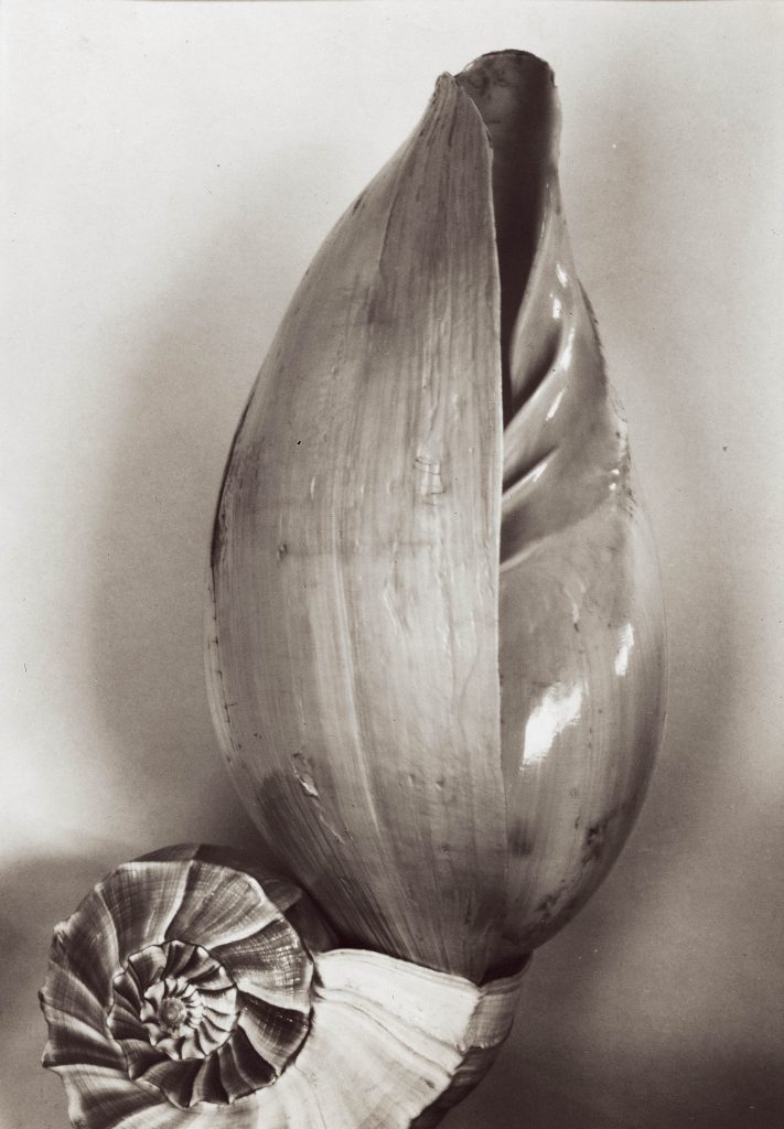 GALKA SCHEYER PATRONS