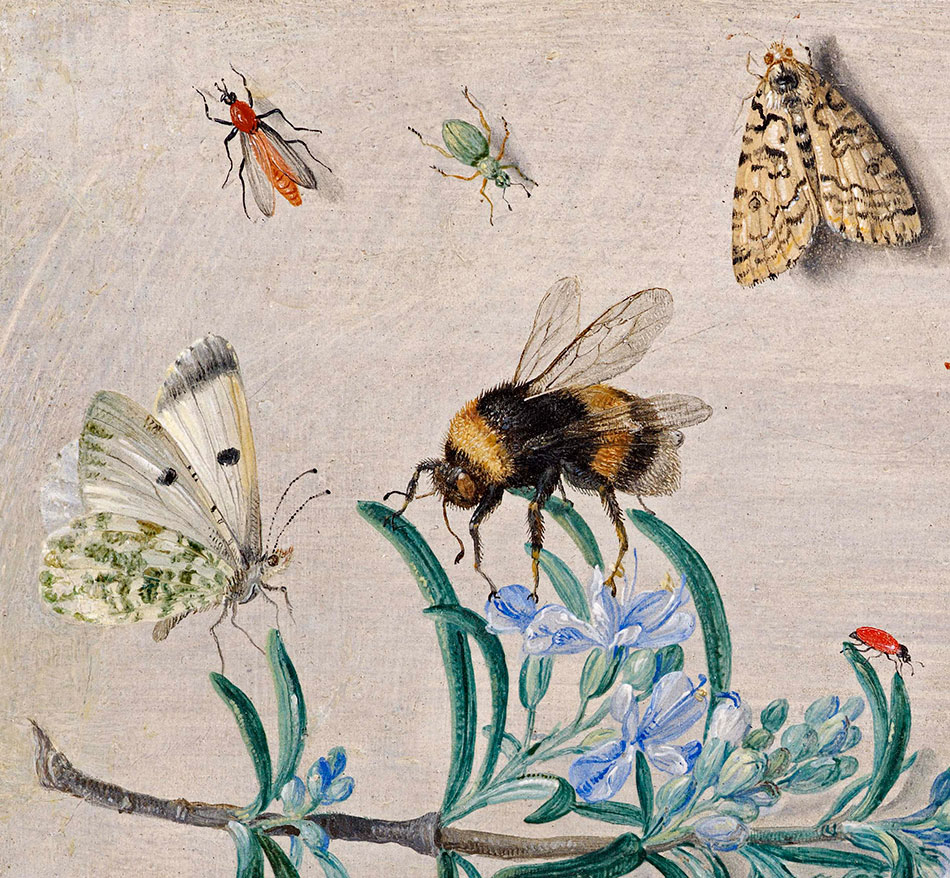 Jan van Kessel_ Insects and a Sprig of Rosemary_detalle_1b_950