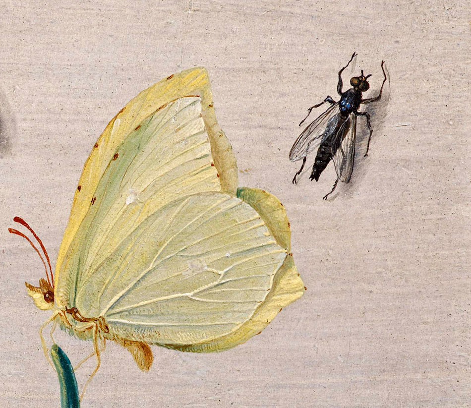 Jan van Kessel_ Insects and a Sprig of Rosemary_detalle_2b_950