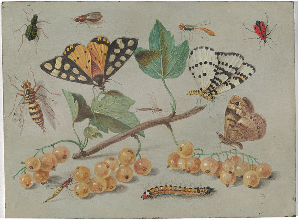 Jan-van-kessel_Study-of-Butterfly-and-Insects_950.jpg