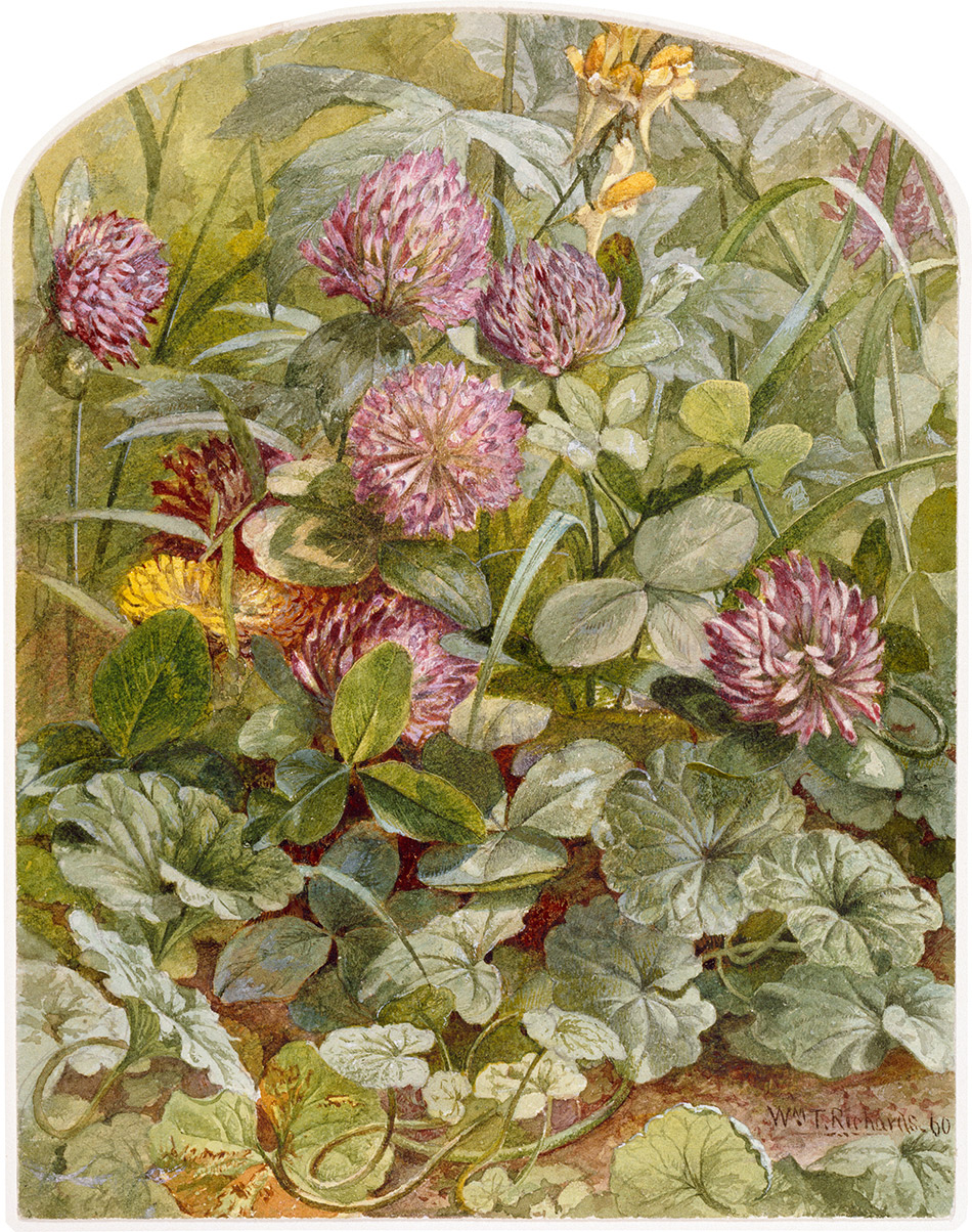 Red Clover with Butter-and-Eggs and Ground Ivy