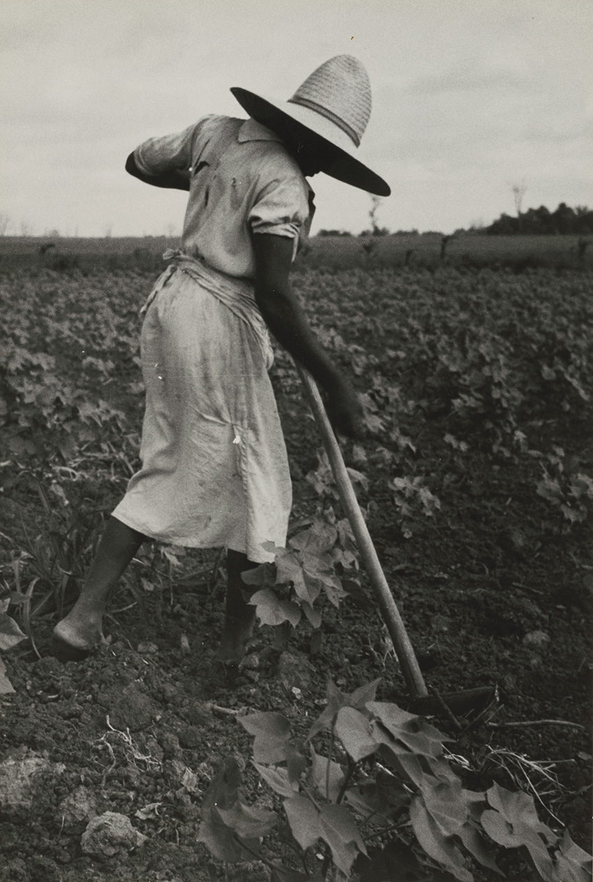 Dorothea Lange_Alabama Negro Working in Field near Eutaw, Alabama, 1936_5558-031