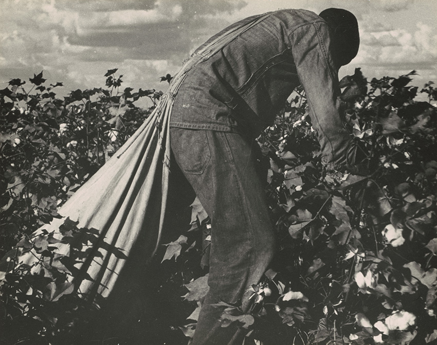 Dorothea Lange_Migratory Field Worker Picking Cotton in San Joaquin Valley, California, November 1938_5558-012