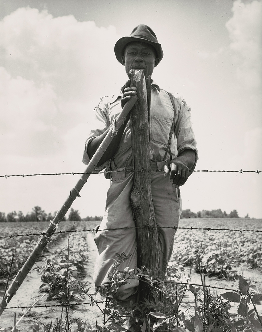 Dorothea Lange_Negro sharecropper with twenty acres. He receives eight cents a day for hoeing cotton