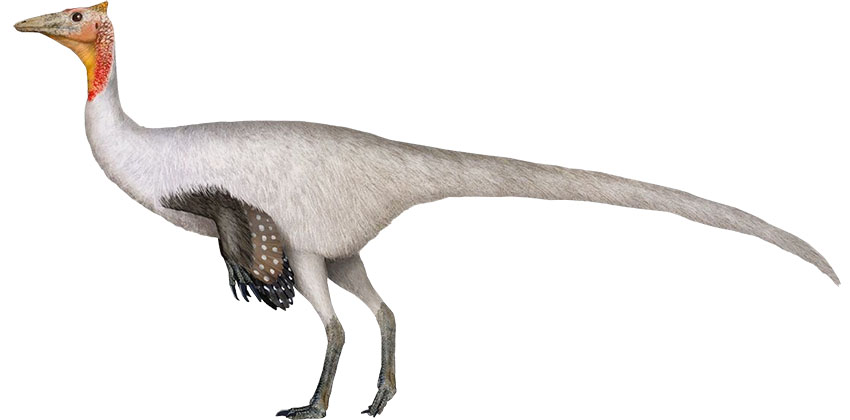 PELECANIMIMUS 850