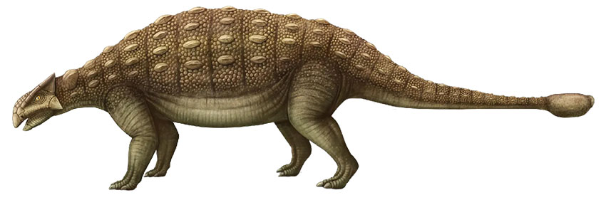 ankylosaurus 