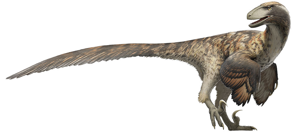 Deinonychus 1000